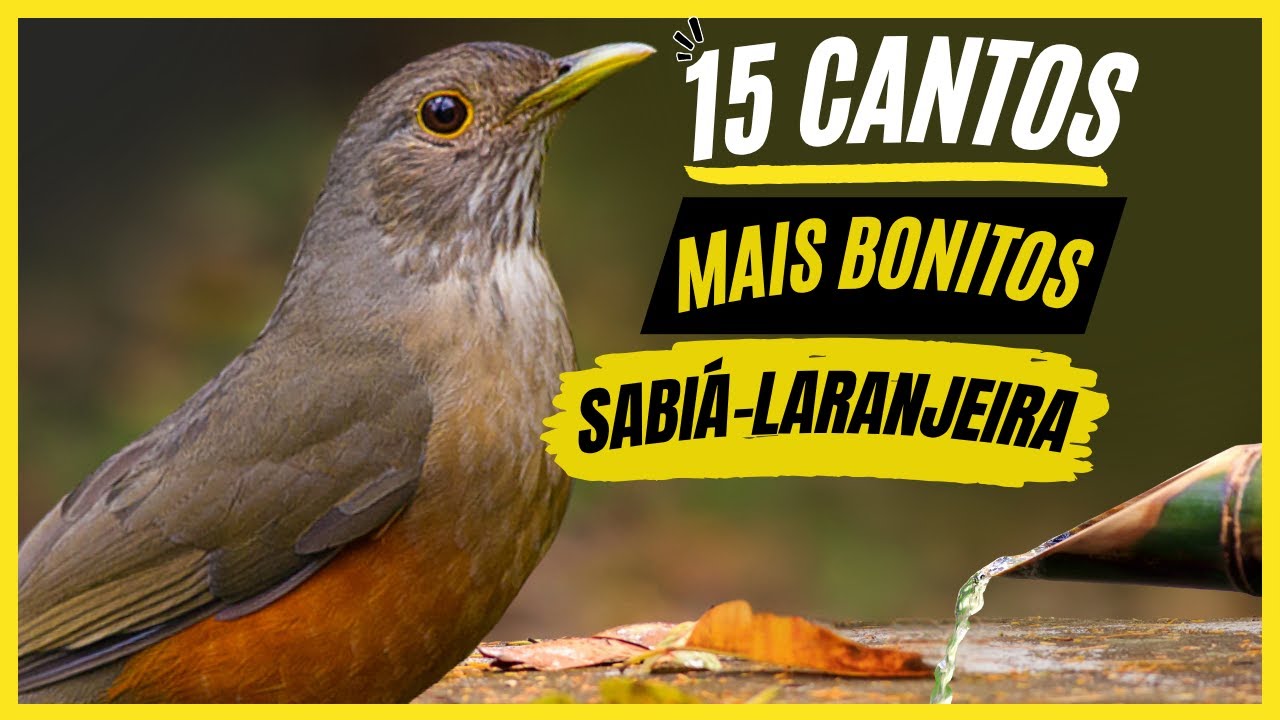 TOP 15: Cantos De "Sabiá Laranjeira" MAIS BONITOS e MELHORES - Ave Popular Símbolo Do Brasil !!!