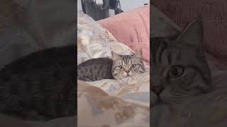Download lagu Cute Cat #cutecat #cutecatshort #cuteanimals #kucing #kucinglucu #kucingimut mp3 Download lagu Cute Cat #cutecat #cutecatshort #cuteanimals #kucing #kucinglucu #kucingimut mp3