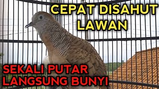 Download lagu PANCINGAN PERKUTUT BANGKOK GACOR SUARA PALING CEPAT DISAHUT PERKUTUT BANGKOK LAIN  mp3