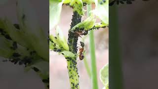 Download lagu कमिलाले बोटको लाहि किरा खायो mp3