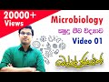 ක්‍ෂුද්‍රජීව විද්‍යාව Microbiology Video 01 A L Biology