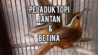 Download lagu Characteristics of male & female black-capped thrushes!! mp3