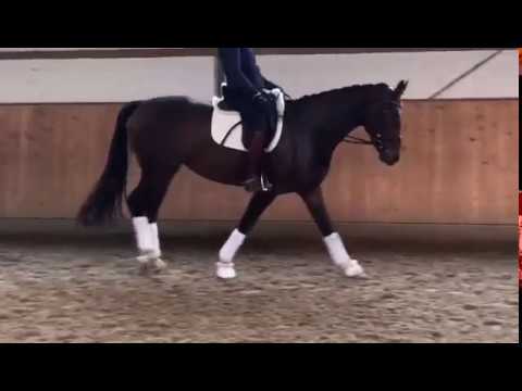 Evita G - 3jährige Stute von Escolar aus Fürstin Hohenstein