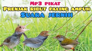 Download lagu Mp3 Pikat Burung Prenjak ribut Paling Ampuh suara jernih mp3