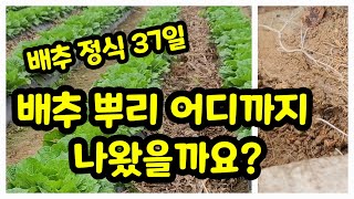 배추심은지37일 배추뿌리 어디까지 나왔을까? 2차추비 물대기에 참고하기 위하여 [배추재배방법]