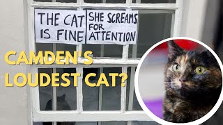 Camden's loud cat: Sign goes up to reassure passersby