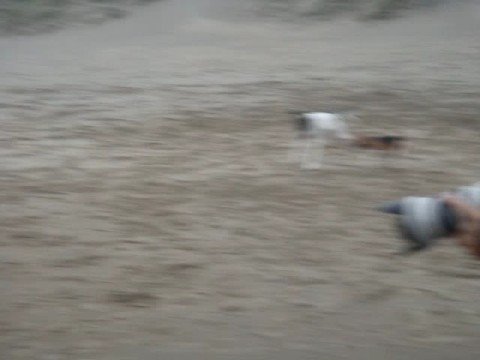 Hawkfield Pointer Party