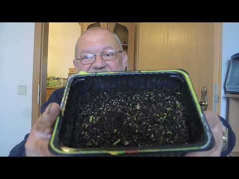 11 Tomatensorten aussäen: Dein Start ins Gartenjahr!