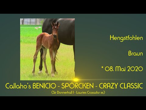 Hengstfohlen von Callaho's BENICIO - Spörcken - Crazy Classic