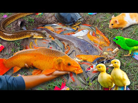Wow! Catch colorful ornamental fish, catfish, koi, betta fish, goldfish, ducks, big fish