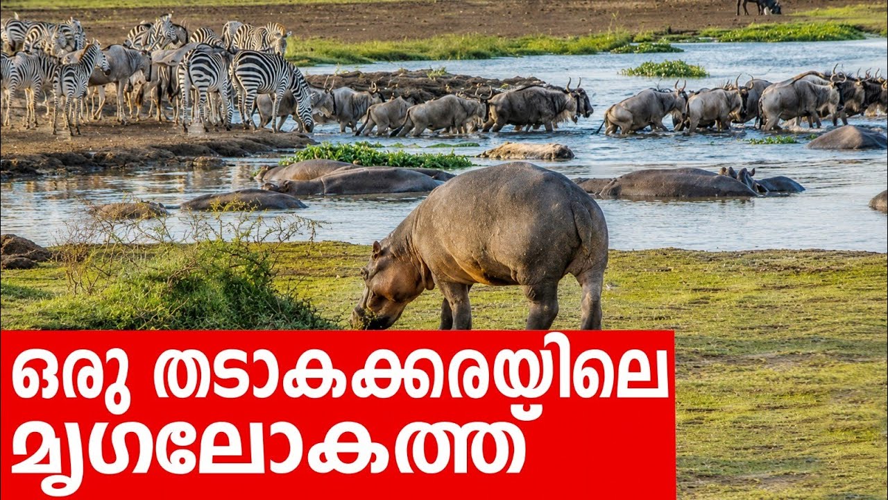 Sancharam | Tanzania - 06 | Santhosh George Kulangara | Safari TV