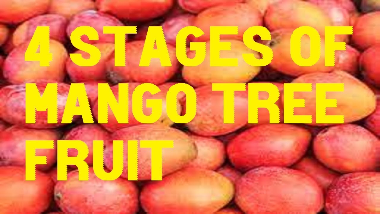 The Four Stages of Mango Trees and Flowers Setting Fruit in the Spring - YouTube