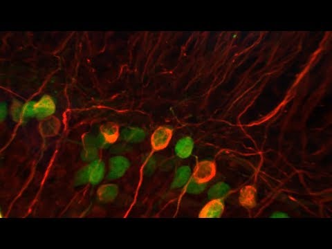 Hearing loss and augmenting neural protective feedback in the ear