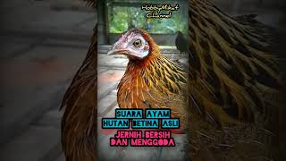 Download lagu suara ayam hutan betina asli, jernih jelas dan menggoda 😘😘😘 mp3