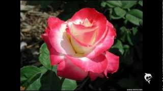 "I Can't Get Started" -John Park, Alto Sax. Former Stan Kenton lead alto