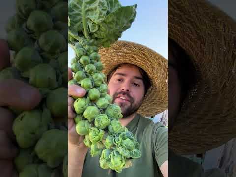 Harvest Brussel Sprouts TWO Ways!