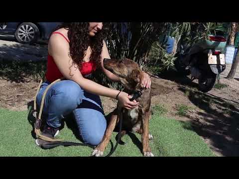 Vídeo de BRITTNI