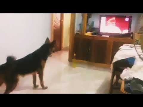 modi vs dog comedy whatsapp status.