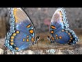 Silvio Rodríguez - Mariposas