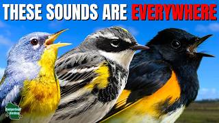10 Warbler Songs Everyone Should Know!