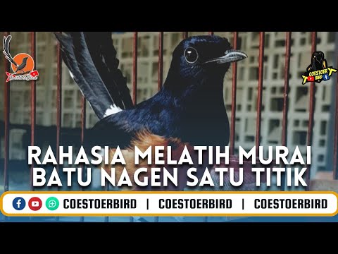 Cara Melatih Burung Murai Batu Main Nagen Satu Titik