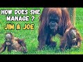 Incredible Hero Orangutan Mom Raising Two Babies