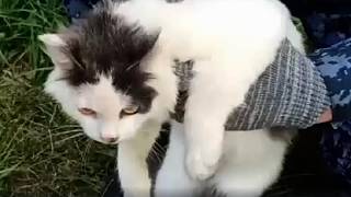 Interceptan a un gato con drogas cuando intentaba entrar en una cárcel de Rusia