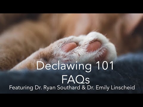 Declawing 101: FAQs