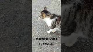 【宮崎】宮崎市某所の猫に癒されて運気爆上げになる動画#shorts