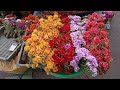 Rangoon Creeper Plant Nerve Plant Broken Heart Plant Rain Lily Portulaca Plant Anthurium Plant