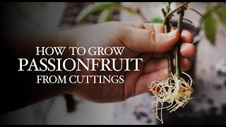 How to Grow Passionfruit from Cuttings