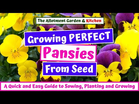 Grow Pansies from Seed to Flowering – Inc. Tips for Overwintering and a Prolonged Display #139