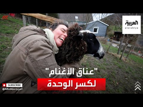  العرب اليوم - شاهد: مزرعة ألمانية تطالب بمعانقة الأغنام
