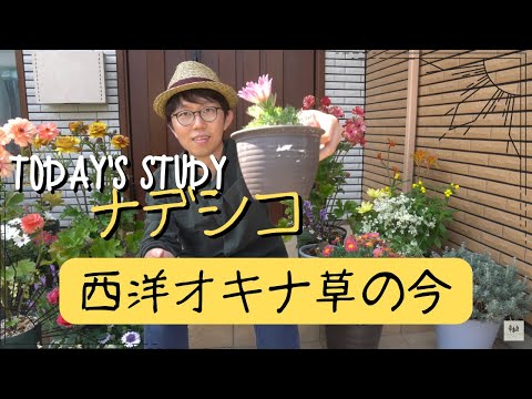オキナグサ、オキナグサ 植物