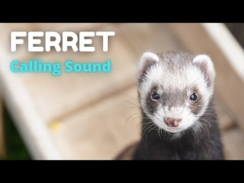 , title : 'Ferret Calling Sound || Suara pemanggil ferret'