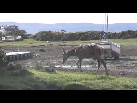 AYF - VisitArran "Scotland In Miniature"