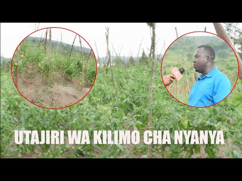 SIRI ILIYOJIFICHA KILIMO CHA NYANYA ZA KISASA/HATUA ZOTE MUHIMU MPAKA KUVUNA