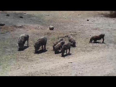 Djuma: Warthog family-two adults and five young - 10:00 - 10/06/19
