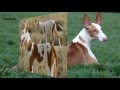 Podenco Ibicenco - Podenco Ibicenco - Raza de perro