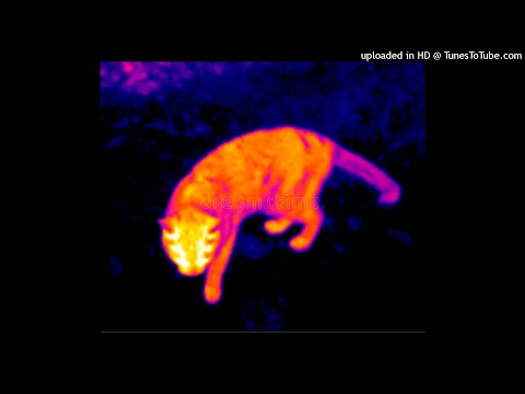 NoCPR X SALAZAR187 - Thermal Vision