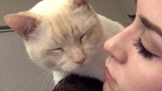 Senior rescue cat is obsessed with mom