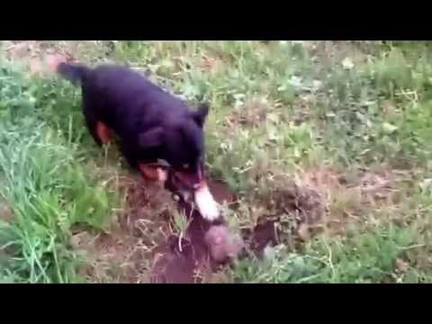 Cigu ; Martinaj - ( Plavë Guci )