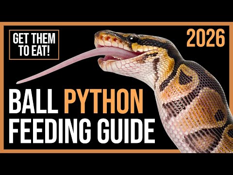 Ball Python Feeding Guide: How to Get Ball Python to Eat!