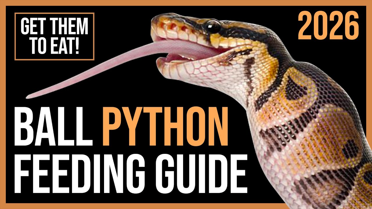 Ball Python Feeding Guide: How to Get Ball Python to Eat!