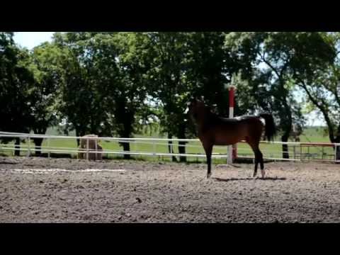 PIACOLLA PRIDE OF POLAND 2014 Michałów Stud