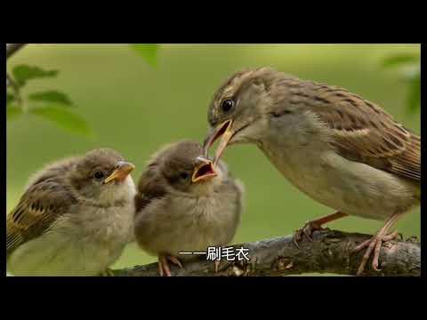 模力士的古往今來