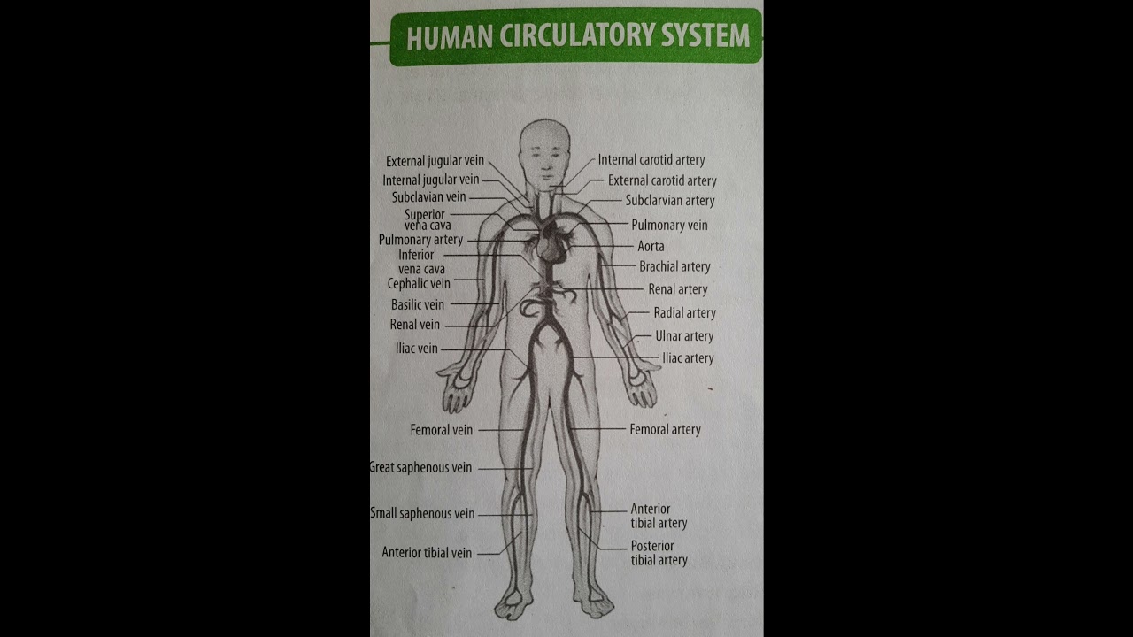 Human Circulatory System