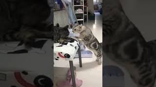 ☆Super Cute Animals☆Cute cats and funy dogs＆cat　videos compilation2021C㊲#Shorts