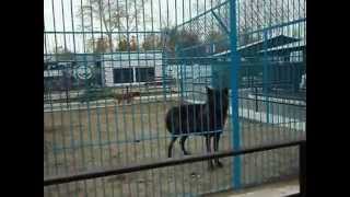 Wolf in a cage Волк в клетке 12.14.2014