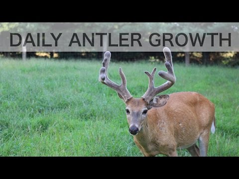 Time Lapse Antler Growth of Whitetail Deer - See How Fast Antlers Grow